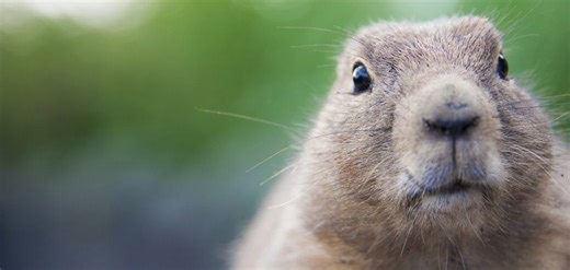 Will Connecticut see an early spring this Groundhog Day? See what Chuckles predicted