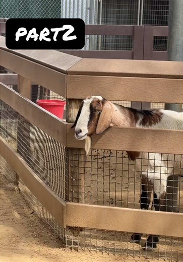 Part 2: VIP Cosmetics & Beauty Blender Review