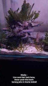 macro Algae in nano tank, growing macro Algae, reef tank macro Algae, mini nano tank, aquarium