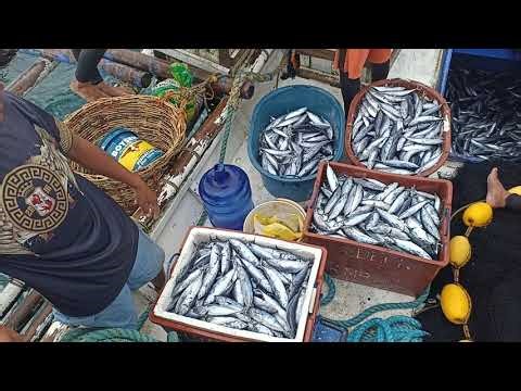 Tulingan huli namin #fishing