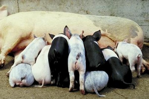 Differences Between a Gilt & a Barrow Pig