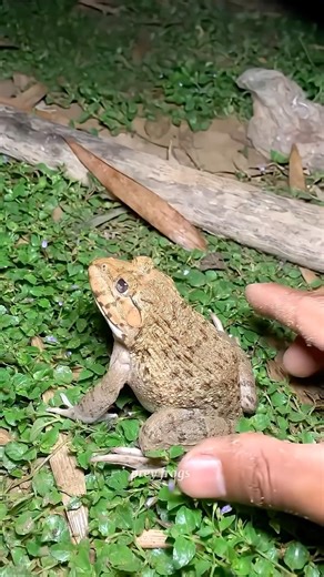 Funny frog-catching video 😲 #funny