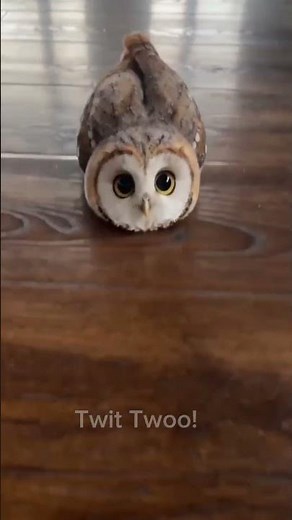 Twit Twoo is on slippery slide mode today! ⛸️🦉 #shorts