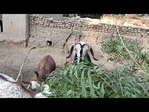 Our Goats Ate Neem Leaves Today | Natural Farming & Village Life Vlog