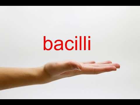 How to Pronounce bacilli - American English
