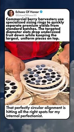 HOW BLUEBERRIES ARE SORTED