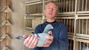 Jelle Jellema shows his favorite OLR pair 🤝 They are the parents of the 4. final winner Victoria falls World Challenge Race (554 km - 2020) The male pigeon is from the famous New Laureaat x Kleine Jade The female pigeon is from the famous MG430, father of many top birds like Silke (1st nat. Barcelona) | PIPA