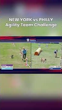 Two Teams One Winner 🐾 | AKC Agility Team Challenge