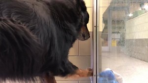 NO LONGER LISTED Status: RED - has bite report, senior dog, needs rescue asap ROCKY (name on kennel card) #A1492672 (2nd video) He wanted the plush toy sooooo bad. Poor baby boy. I am a neutered male, black and brown Rottweiler and German Shepherd Dog. The shelter staff think I am about 9 years old. I have been at the shelter since Dec 18, 2018. My stray holding period ended on 01/02/2019 and I am now available for adoption. https://petharbor.com/pet.asp?uaid=RVSD.A1492672 Shelter address: 6851 