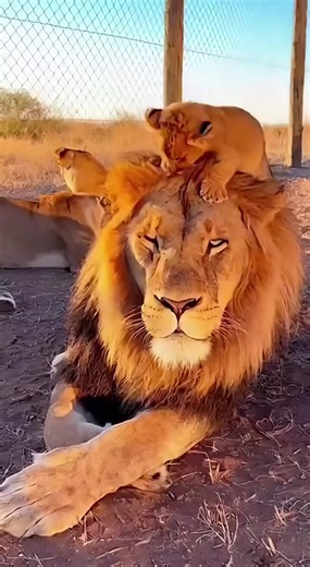Lion Cub Prank: Hilarious Surprise for Dad 😂