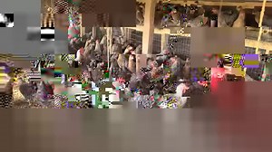 9.4K views · 369 reactions | One of several pens of legbars at cackle hatchery | Cackle Hatchery | Facebook