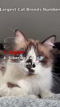 5 Largest Cat Breeds — Number 1 Is Terrifying 🐾