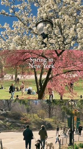 Spring in New York ☀️🌇✨ #newyorker #newyork #nyc #newyorkcity | New York Story