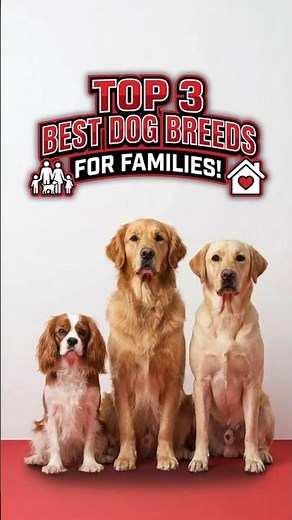 Top 3 BEST Family Dogs! (Is #1 a Surprise?) 🐶🏠 #shorts #dogs #dogshorts
