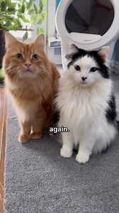 Promises stink. #funnycats #catvideos #puppysongs | The Oreo Cat