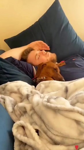 Dachshund Sleeping Time #dachshund | Dachshund Lovers Zone
