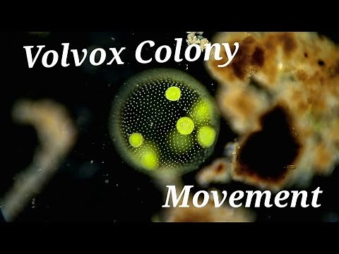 Volvox Colony Moving Under Microscope