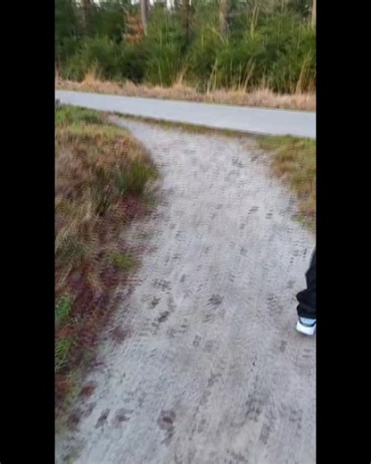 Wolf loopt wandelaars achterna