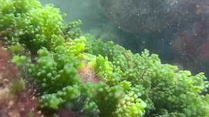 Caulerpa Racemosa in the Wild! Also known as Sea Grapes or Grape Caulerpa! We love this algae here at Seahorse Savvy! This was filmed by -Levi Peterson https://seahorsesavvy.com/collections/macro-algae/products/new-grape-caulerpa-macroalgae | Alyssa's Seahorse Savvy