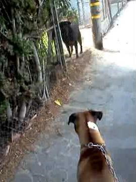 Boxer vs rottweiler