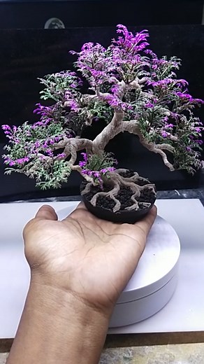 Bonsai Aquarium on TikTok