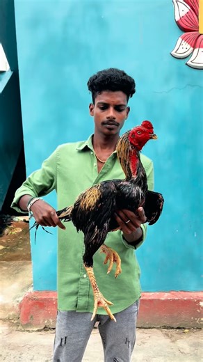 SRP🔥ASEEL👑 on Instagram: "sale kathar java 🔥breeder . . . #aseel #rooster #shamo #cockfighting #ayambirma #cockfight #seval #sevalsandai #sandaiseval #ayamaduan #ganoi #oshamo #kattuseval #roosters #chicken #gamefowl #gallosdecombate #ayambangkok #jallikattu #galos #tamilnaduaseel #sabonglife #koshamo #indianaseel #ayamaduanindonesia #madrasaseel #roostersofinstagram #ayam #ayambangkoksuper #aadukalam"