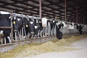 Robots are on deck at Marrs Milky Way Dairy in Colorado