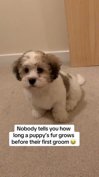 Understanding Puppy Hair Growth Before First Groom