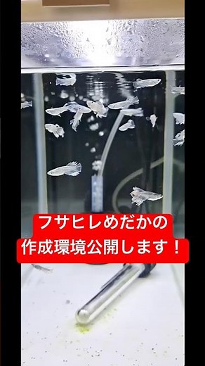 ヒレがフサフサのメダカを専門にしているメダカブリーダーの環境公開 #改良メダカ #水槽部屋 #アクアリウム #メダカ