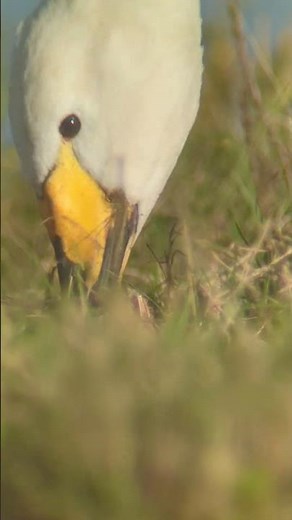A close up of a Whooper Swan feeding #swan #winter #rspb