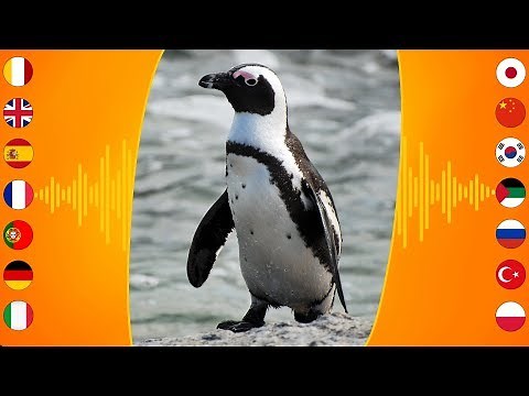 Bird Sounds: African Penguin