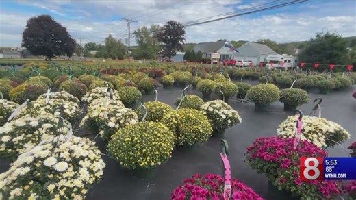 Cruisin’ Connecticut: Fall colors are in bloom at this mum farm in Ellington