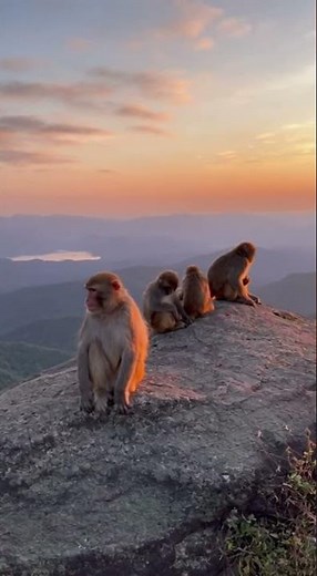 funny monkey jumps banana on the beach