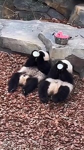 Good night furless people! Remember to drink your milk as we do! 😛😍 #petsafety #fblifestyle #panda #fluffy #pandas #cute #naturephotography #nature #care #beautiful #love #babypanda #babypandas #funnyanimals #playingtoys #playing #chilling | Pandas, a Light In My Heart