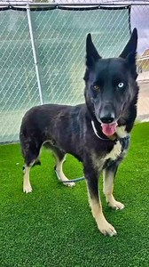 3.7K views · 132 reactions | Meet Ruby #A5680693 A 2 year old 62.5lb,...