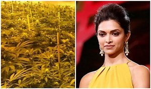 Hashish Drug: जानें क्या है हैश या हशीश, जिसे मांगने पर फंसी दीपिका पादुकोण, कीमत, कितना होता है नशा…