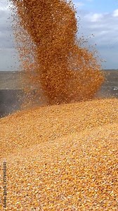 Combine Harvesting Corn and Unloading Grains into Tractor Trailer. Slow Motion of Corn Grain Falling From Combine Auger into Grain Trailer. Corn Harvesting. Corn Grain Yield.