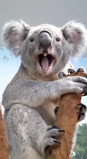 Adorable Sleeping Koala at Zoo Tampa