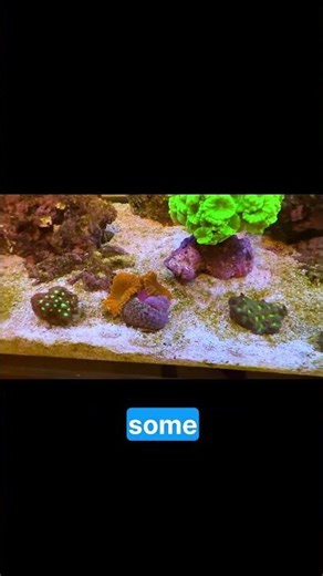 Watch this Candy Cane coral transform from two heads to a stunning colony! 🐠