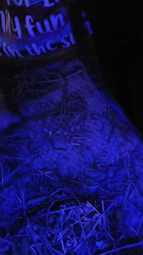 hay box complete #relaxingmusic #guineapig