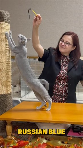 New Vision Cat Club on Instagram: "𝐌𝐄𝐄𝐓 𝐓𝐇𝐄 𝐁𝐑𝐄𝐄𝐃 - 𝐀𝐍𝐎𝐓𝐇𝐄𝐑 𝐁𝐋𝐔𝐄 𝐂𝐀𝐓! 𝑹𝑼𝑺𝑺𝑰𝑨𝑵 𝑩𝑳𝑼𝑬. Judge Marilee Griswold. We finish up our Another Blue Cat series with the Russian Blue. We hope you enjoyed the series! #cfacatshow #russianblue #russianbluecat #russianbluecats #russianbluesofinstagram"