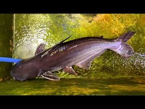 Fish Pond Cleaning Day! | Complete Pond Maintenance & Water Change🌿🐟