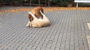 Noch ein wenig spielen weil Frauchen gleich die Ava 💜 holt. 🥳 | Golden Retriever zur Roddau