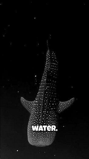 ✨ Whale Sharks: They Glow in the Dark?! ✨ This Magical Encounter Will Amaze You!