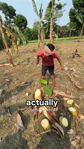 Why Banana Farmers Destroy Their Trees.