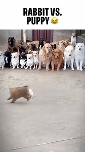 745K views · 5.4K reactions | Notice the black dog in the background? | Cesar Millan | Facebook