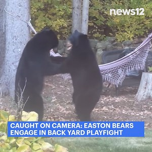 414K views · 4.6K reactions | CAUGHT ON CAMERA: A News 12 viewer in Easton shared video of two bears playing in her backyard. https://bit.ly/3A9hcOL | News 12 Connecticut | Facebook
