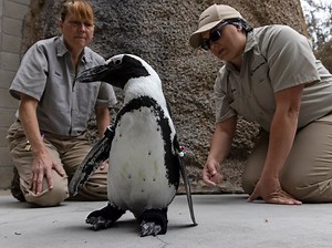 San Diego Zoo Penguin Gets Custom Orthopedic Shoes