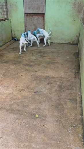 11K views · 443 reactions | မကြာမှီ လာမည် | Kennel Pyin Oo Lwin | Facebook