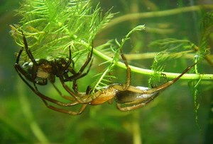 Diving Bell Spider